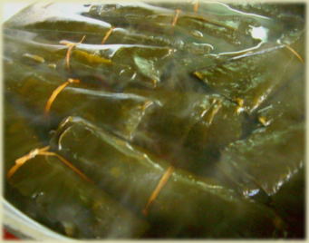 ���z����