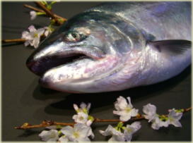 �T�N���}�X