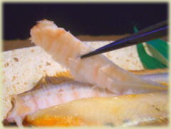 ���J���C