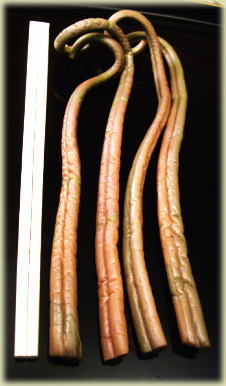 ���J�̃[���}�C